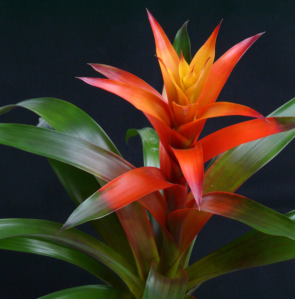 Scarlet Star Bromeliad