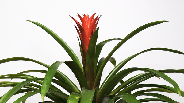 Scarlet Star Bromeliad