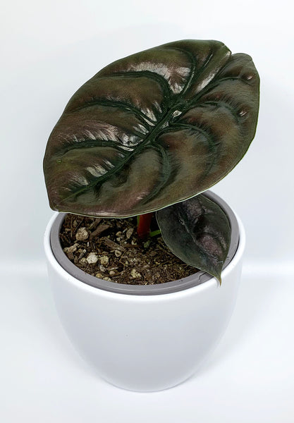 Alocasia 'Red Secret'