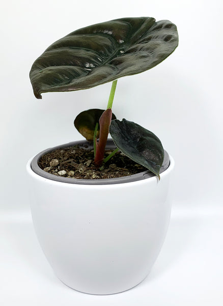 Alocasia 'Red Secret'