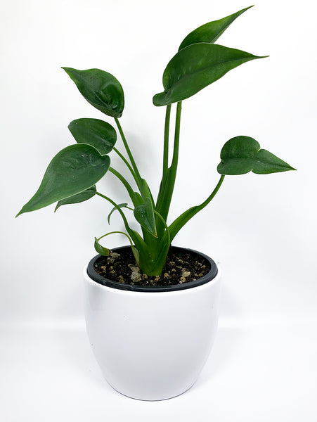 Alocasia 'Tiny Dancer'