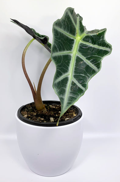 Amazonia Alocasia