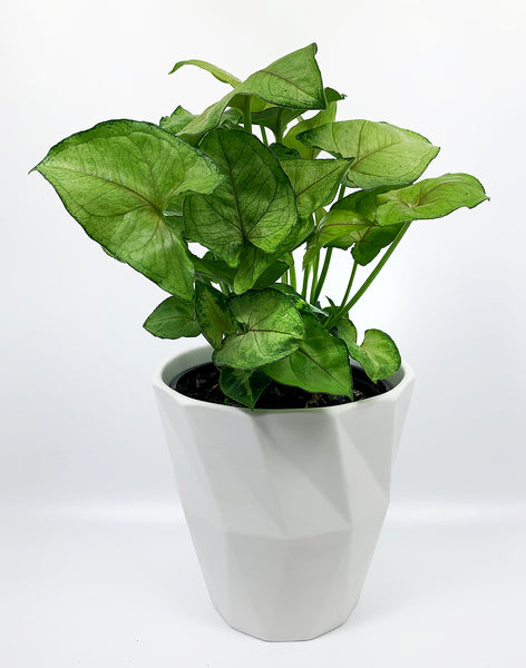 Arrowhead Plant
