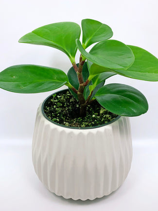Peperomia: Baby Rubber Plant