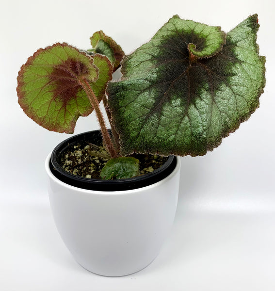 Begonia 'Escargot'