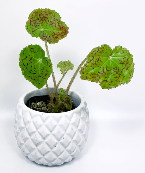 Begonia 'Marmaduke'