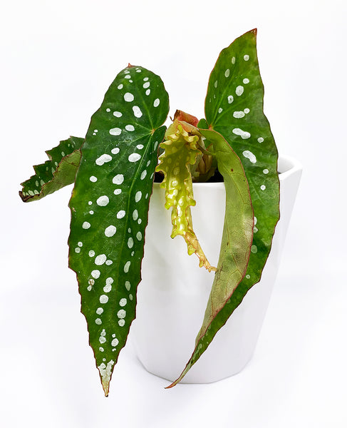 Begonia 'My Special Angel'