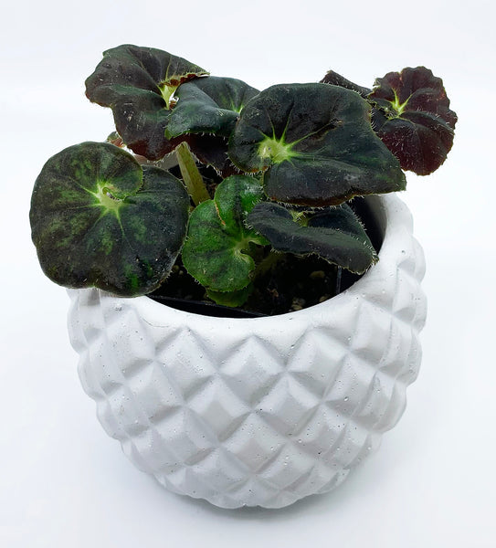 Begonia 'Oregon Midnight'