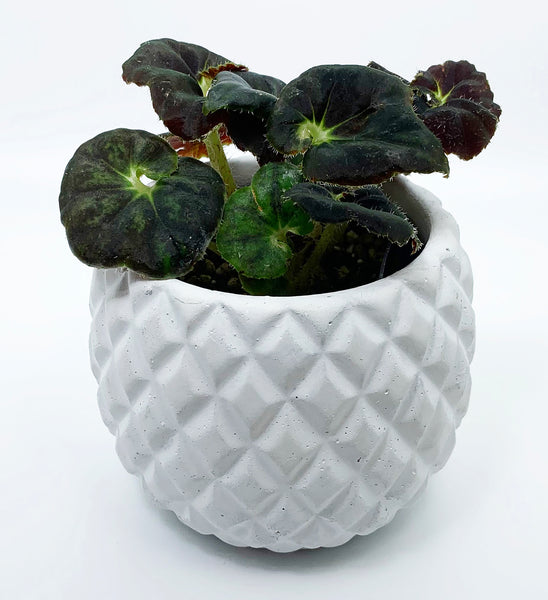 Begonia 'Oregon Midnight'