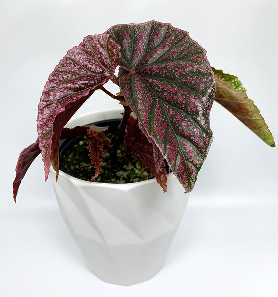 Begonia 'Pink Mink'