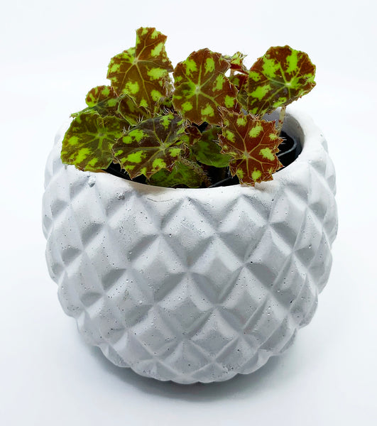 Begonia 'Tiger Kitten'