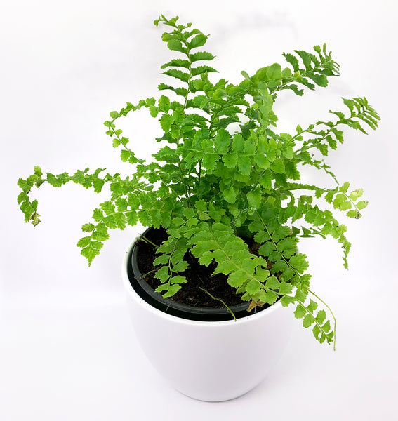 Boston Fern