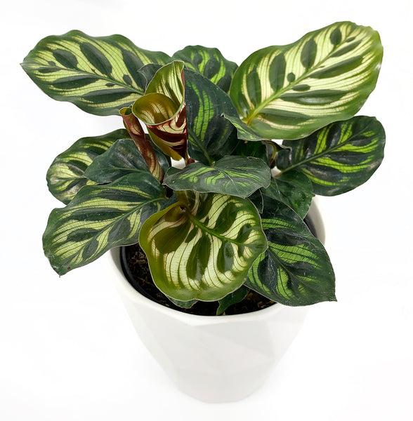 Calathea Medallion
