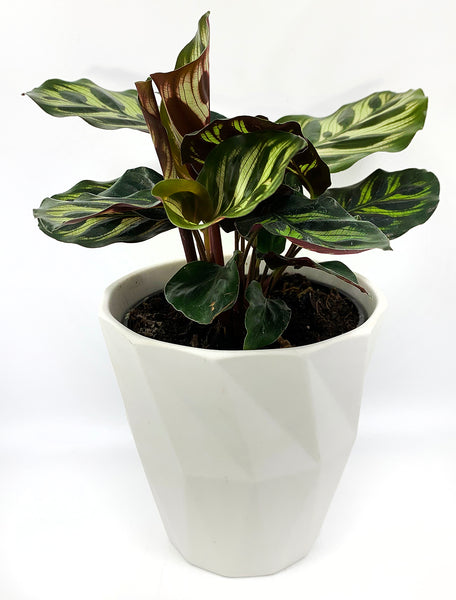 Calathea Medallion