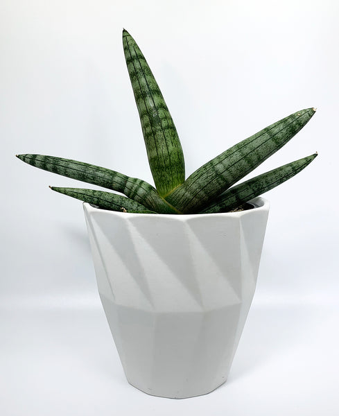 Cylinder Snake Plant