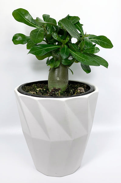 Desert Rose 'Obesum'