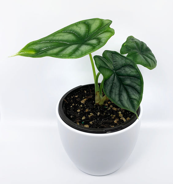 Dragon Scale Alocasia