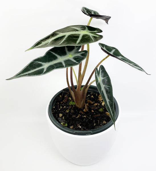 Elephant Ear: Bambino