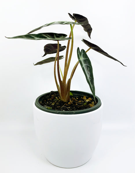 Elephant Ear: Bambino