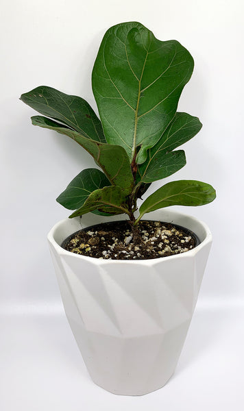 Fiddle Leaf Fig