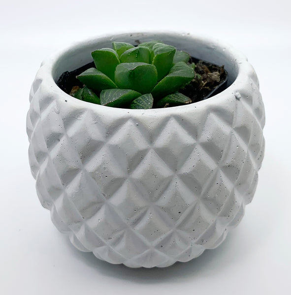 Haworthia Retusa