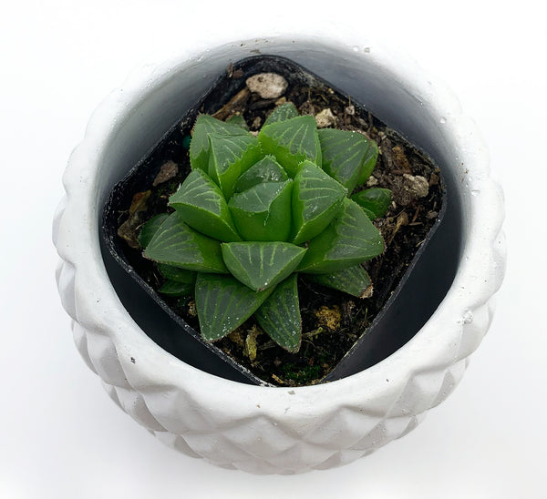 Haworthia Retusa