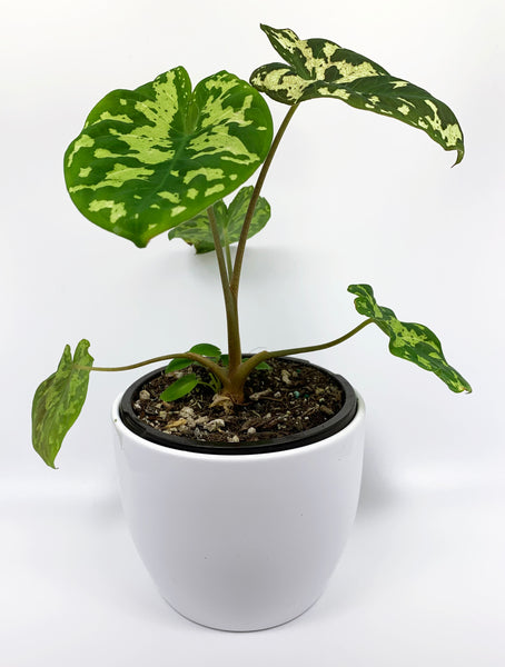 Hilo Beauty Caladium