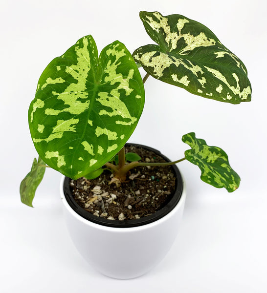 Hilo Beauty Caladium