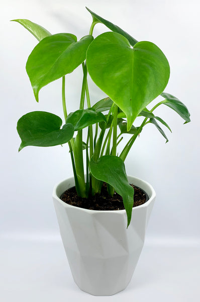 Monstera Plant