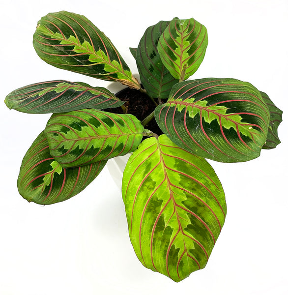 Peacock Prayer Plant