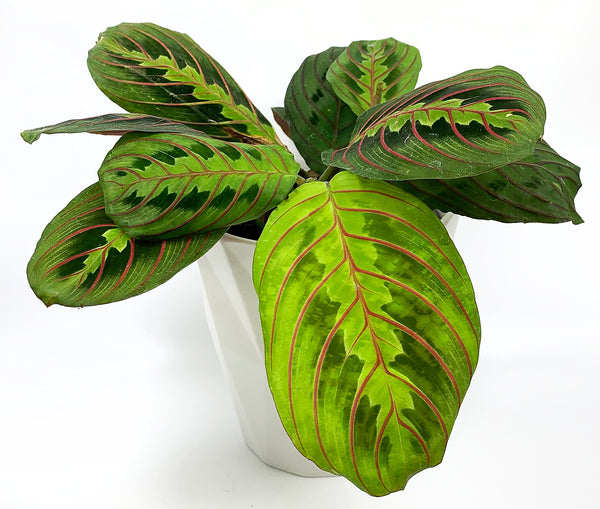 Peacock Prayer Plant