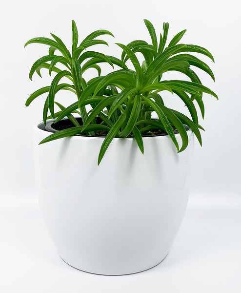 Peperomia: 'Pincushion'