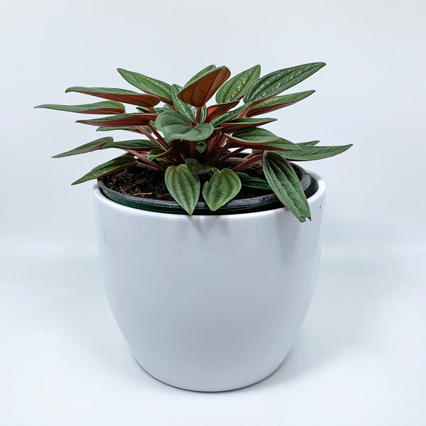 Peperomia: Rosso