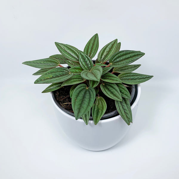 Peperomia: Rosso