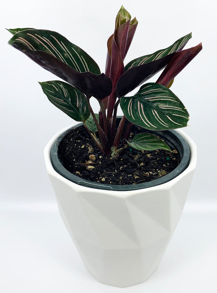 Pinstripe Prayer Plant