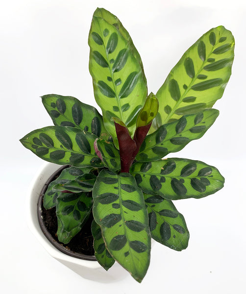 Rattlesnake Prayer Plant