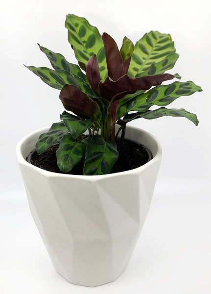 Rattlesnake Prayer Plant