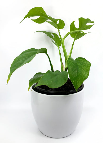 Rhaphidophora Tetrasperma