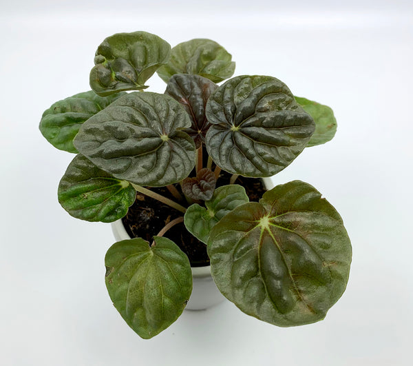 Ripple Peperomia