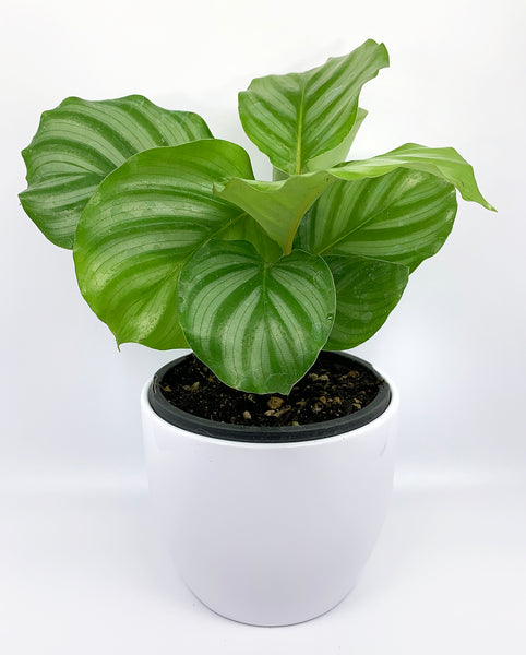 Calathea, Round Leaf