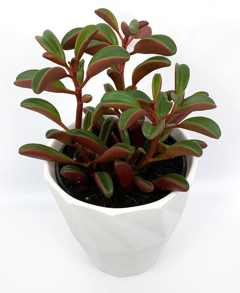 Ruby Glow Peperomia