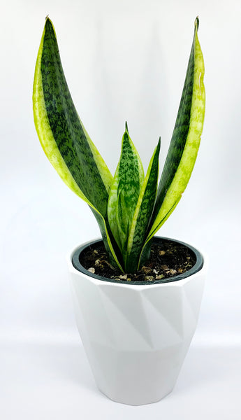 Snake Plant