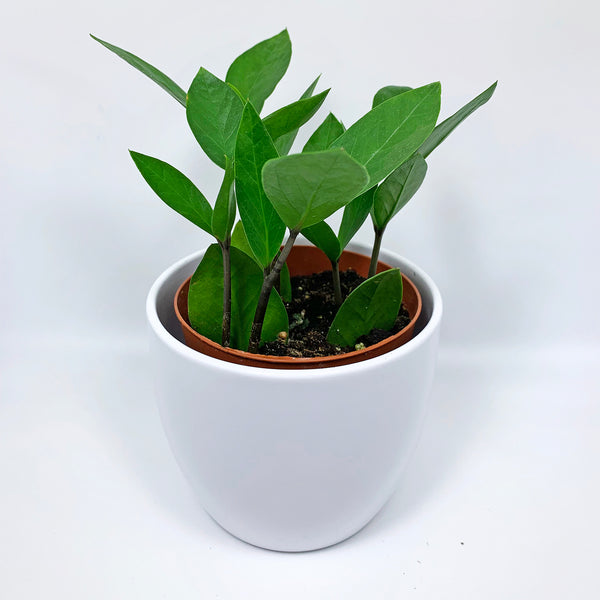 ZZ Plant