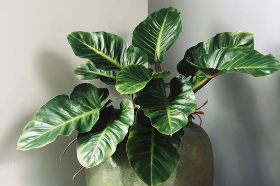 The Ideal Plants for Those Dark Corners