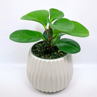 Peperomia: Baby Rubber Plant