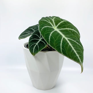 Black Velvet Elephant Ear