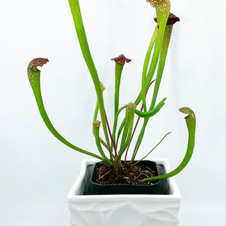 Green Pitcher Plant